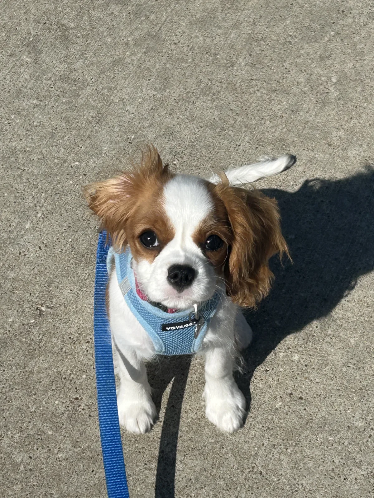 Bella litter