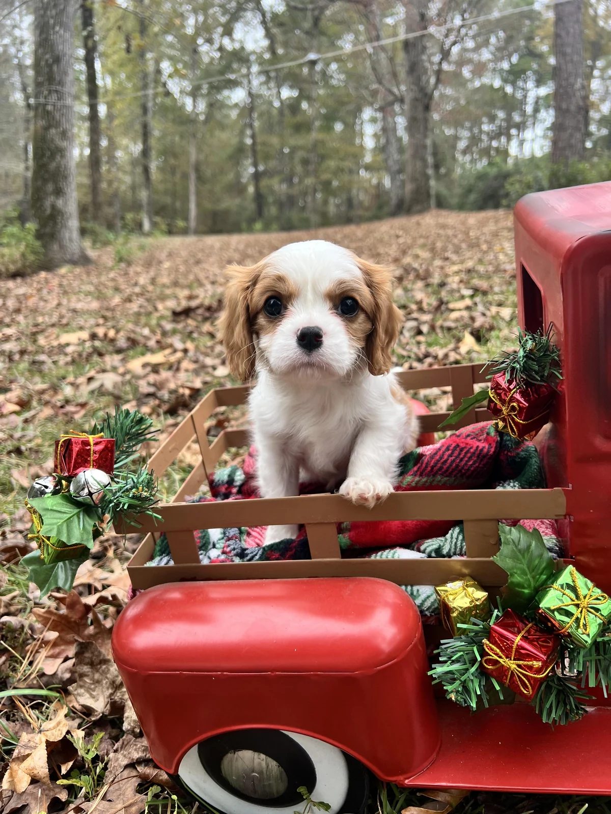 Bella litter