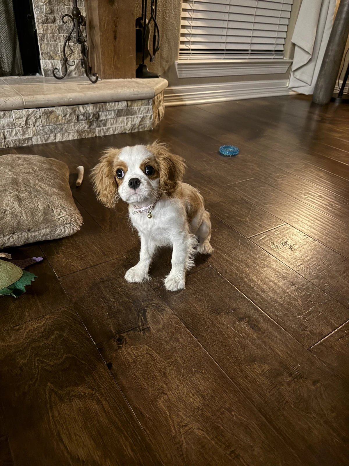 Ellie litter