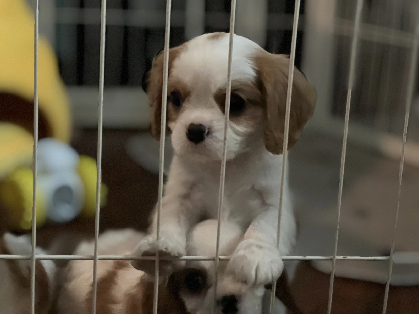 Ellie litter