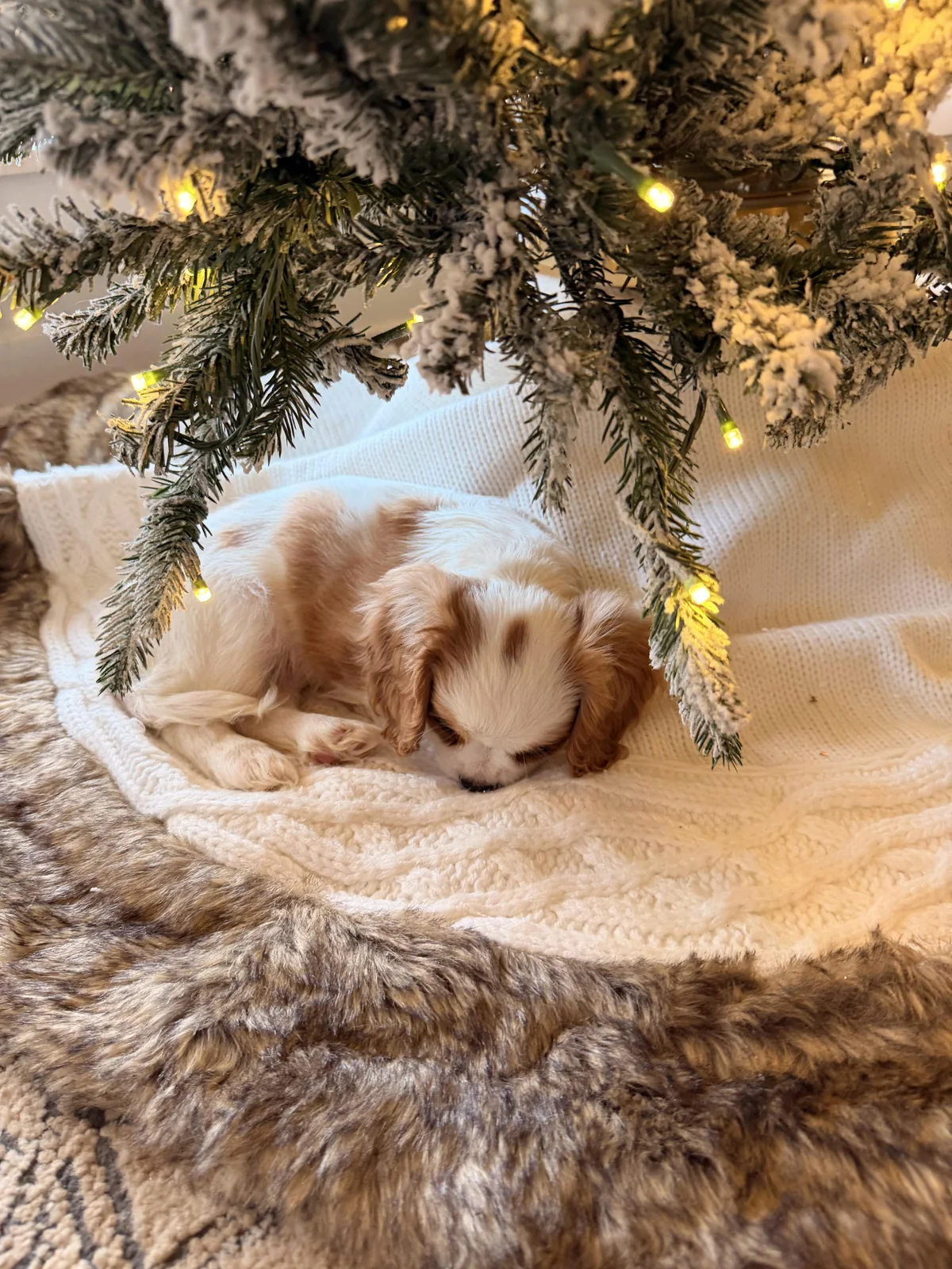Ellie litter
