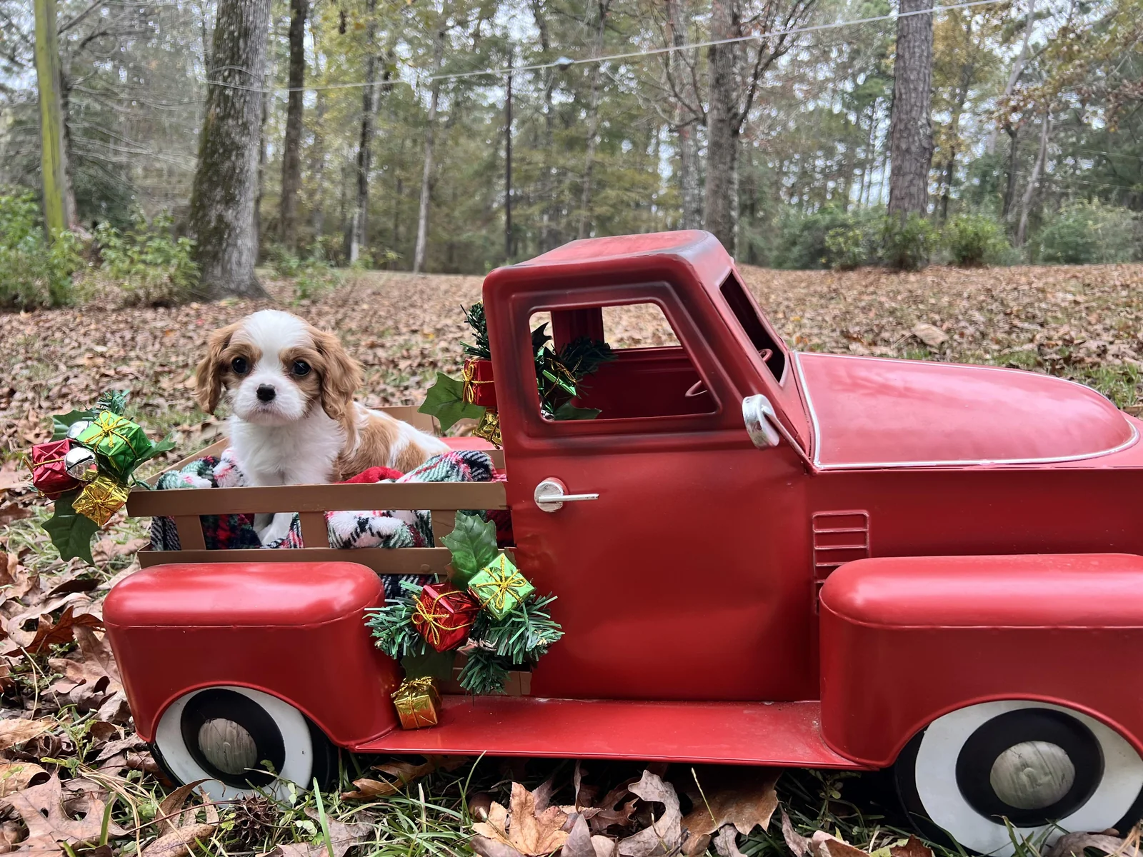 Harper litter