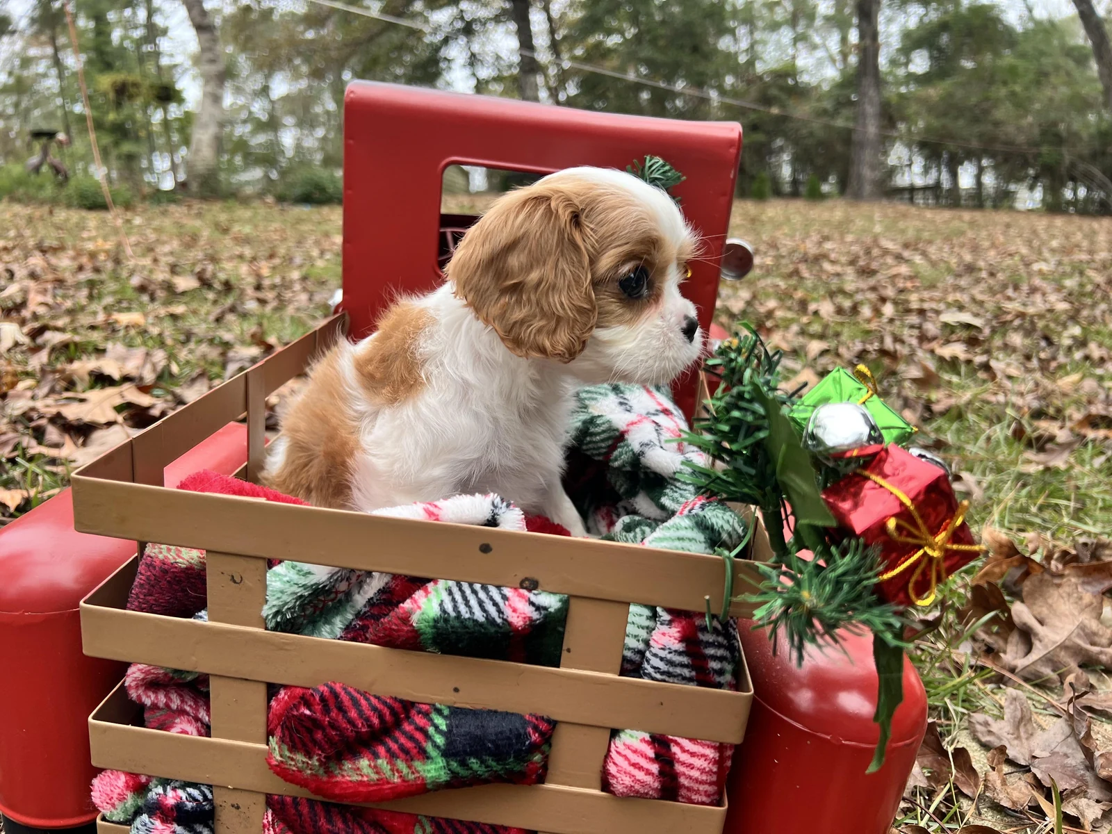 Harper litter