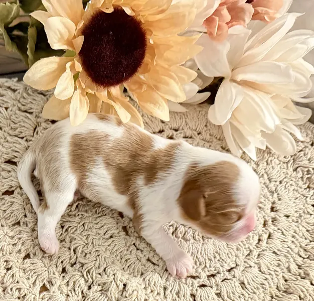 Nellie, September 2026 litter
