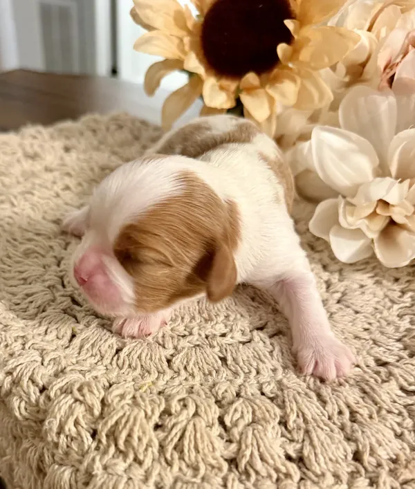 Nellie, September 2026 litter