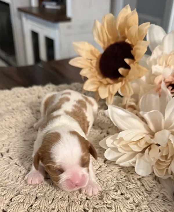 Nellie, September 2026 litter