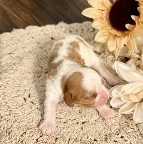 Nellie, September 2026 litter