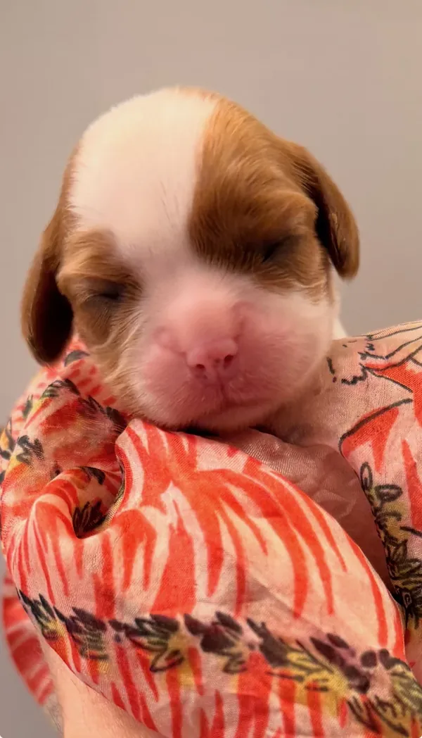 Tallulah, September 2026 litter