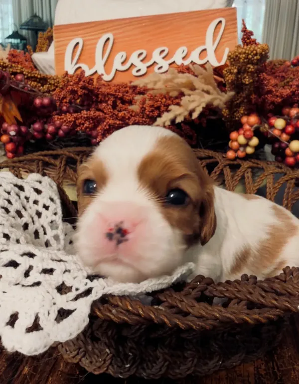 Tallulah, September 2026 litter
