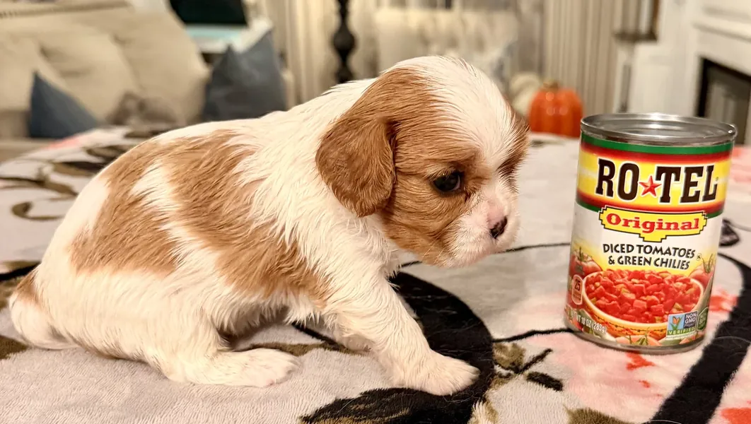 Tallulah, September 2026 litter